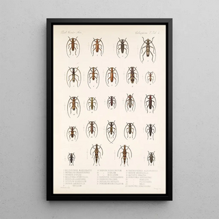 Frederick DuCane Godman - Insecta Coleoptera Pl 210.webp