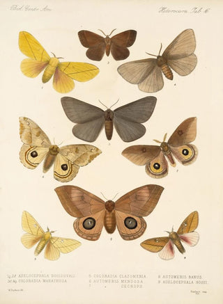 Frederick DuCane Godman - Insecta LepidopteraHeterocera Pl 016.webp