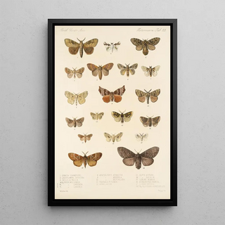 Frederick DuCane Godman - Insecta LepidopteraHeterocera Pl 022.webp