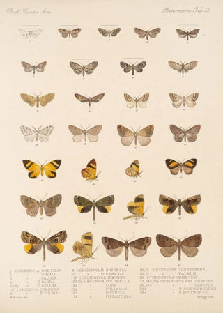 Frederick DuCane Godman - Insecta LepidopteraHeterocera Pl 055.webp