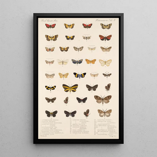 Frederick DuCane Godman - Insecta LepidopteraHeterocera Pl 078.webp