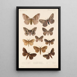 Frederick DuCane Godman - Insecta LepidopteraHeterocera Pl 085.webp