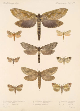 Frederick DuCane Godman - Insecta LepidopteraHeterocera Pl 089.webp