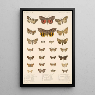 Frederick DuCane Godman - Insecta LepidopteraHeterocera Pl 097.webp