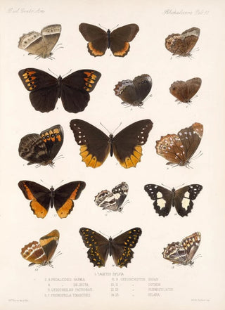 Frederick DuCane Godman - Insecta LepidopteraRhopalocera Pl 010.webp