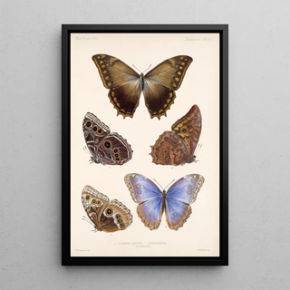 Frederick DuCane Godman - Insecta LepidopteraRhopalocera Pl 011.webp