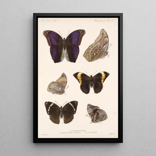 Frederick DuCane Godman - Insecta LepidopteraRhopalocera Pl 013.webp