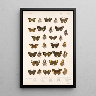 Frederick DuCane Godman - Insecta LepidopteraRhopalocera Pl 022.webp