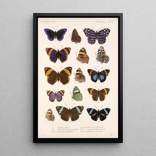 Frederick DuCane Godman - Insecta LepidopteraRhopalocera Pl 024.webp