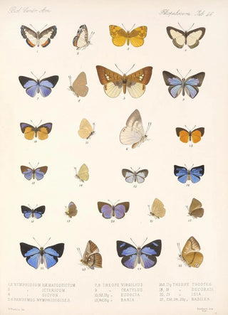 Frederick DuCane Godman - Insecta LepidopteraRhopalocera Pl 047.webp