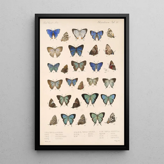 Frederick DuCane Godman - Insecta LepidopteraRhopalocera Pl 051.webp