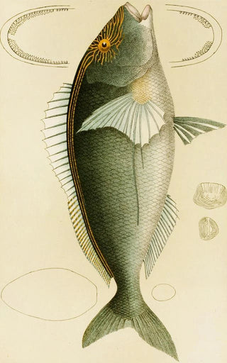 Frederick McCoy - Fishes V.webp