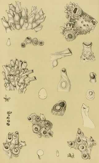 Frederick McCoy - Polyzoa I.webp