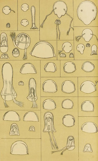 Frederick McCoy - Polyzoa VII.webp