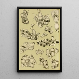 Frederick McCoy - Polyzoa V.webp