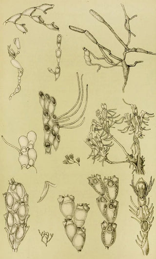 Frederick McCoy - Polyzoa XI.webp