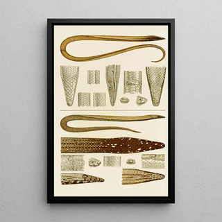 Frederick McCoy - Reptiles V.webp