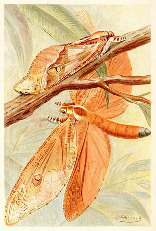 Frederick William Frohawk - Giant Swift Moth.webp
