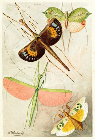 Frederick William Frohawk - Orthoptera.webp
