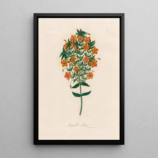 Gaetano Savi - Anagallis collina.webp