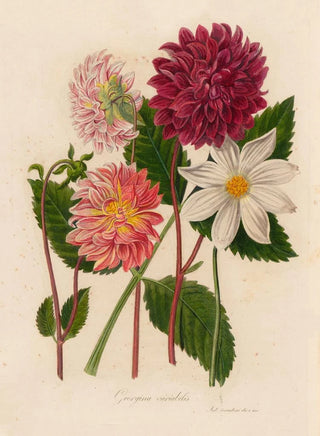 Gaetano Savi - Georgina variabilis.webp