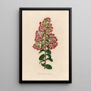 Gaetano Savi - Lagenstroemia indica.webp