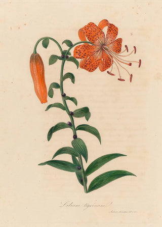 Gaetano Savi - Lilium tigrinum.webp