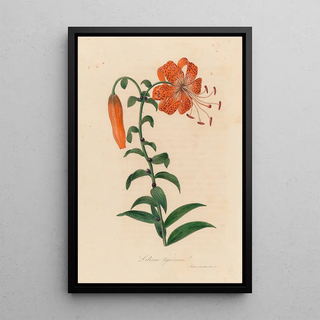 Gaetano Savi - Lilium tigrinum.webp