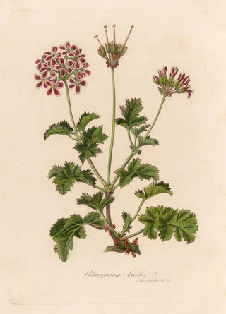 Gaetano Savi - Pelargonium bicolor.webp