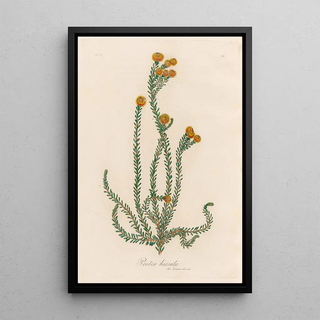 Gaetano Savi - Protea hirsuta.webp