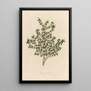 Gaetano Savi - Serissa foetida.webp