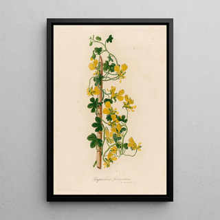 Gaetano Savi - Trapaeolum peregrinum.webp