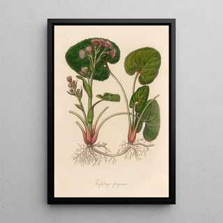 Gaetano Savi - Tussilago fragrans.webp