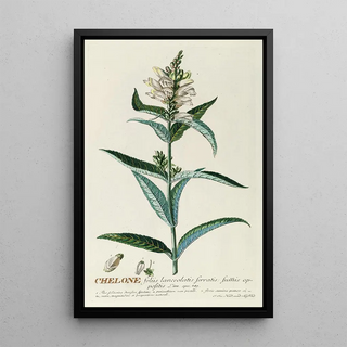 Georg Dionysius Ehret - Chelone.webp