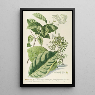 Georg Dionysius Ehret - Ehretia.webp