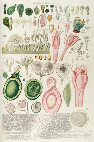 Georg Dionysius Ehret - Ficus III.webp