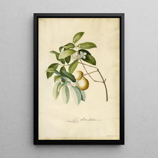 Georg Dionysius Ehret - Guava.webp