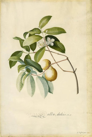 Georg Dionysius Ehret - Guava.webp