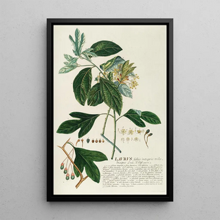 Georg Dionysius Ehret - Laurus II.webp