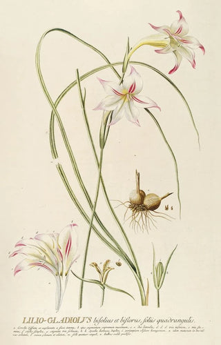 Georg Dionysius Ehret - LilioGladiolus.webp