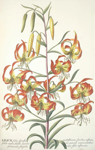 Georg Dionysius Ehret - Lilium.webp