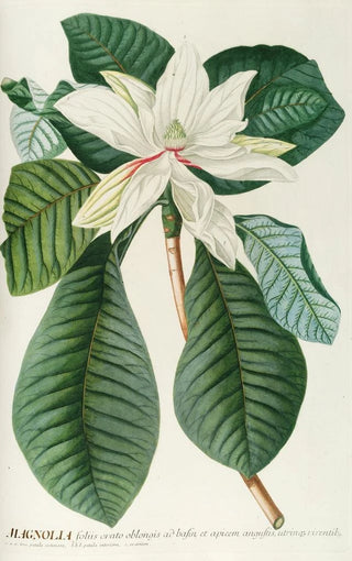 Georg Dionysius Ehret - Magnolia III.webp