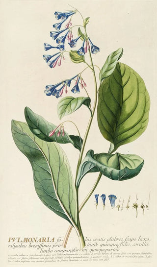 Georg Dionysius Ehret - Pulmonaria.webp