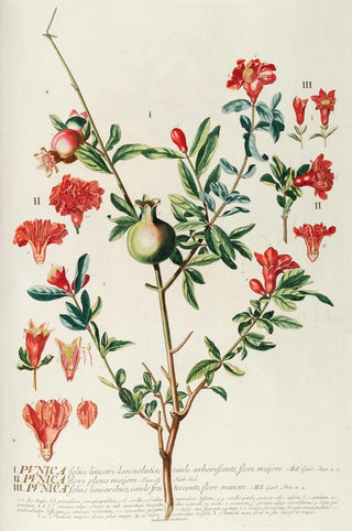 Georg Dionysius Ehret - Punica.webp