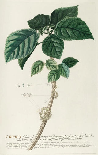 Georg Dionysius Ehret - Urtica.webp