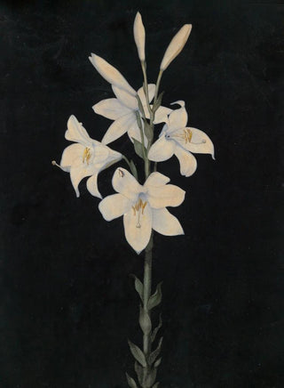 Georg Philipp Schmitt - Lilienstengel auf schwarzem Grund.webp