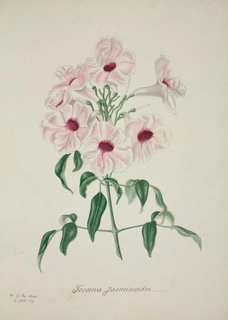 George De Alwis - Mon Jardin a Ceylan Pl013.webp