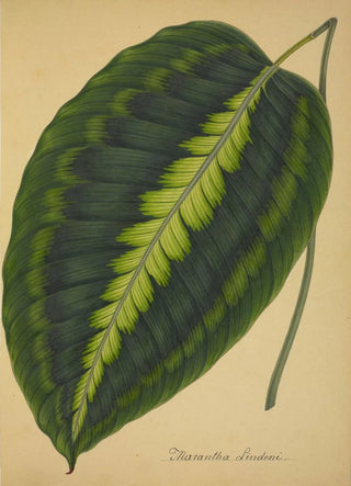 George De Alwis - Mon Jardin a Ceylan Pl088.webp