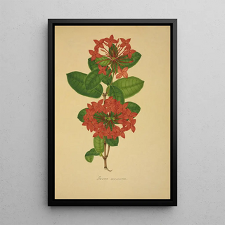 George De Alwis - Mon Jardin a Ceylan Pl104.webp