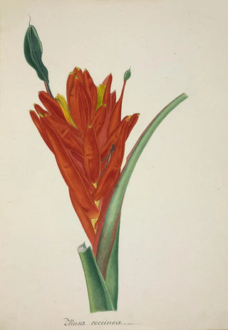 George De Alwis - Mon Jardin a Ceylan Pl110.webp